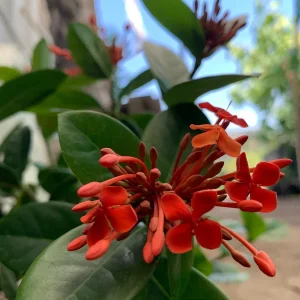 Maui Red Ixora Live Plant – 1ft Tall, 6in Pot, Tropical Shrub - Image 1