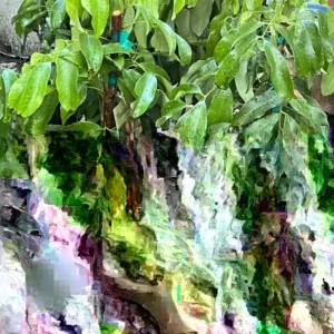 Mauritius Lychee Live Plant – Air Layered, 3ft Tall Tropical Fruit Tree - Image 4