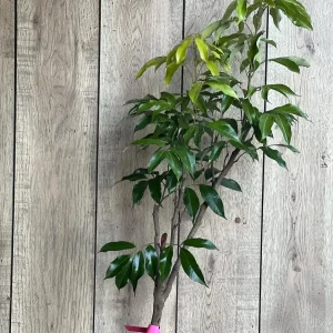 Mauritius Lychee Live Plant - Litchi chinensis Tree, 2-4 Feet Tall, Air Layered - Image 10