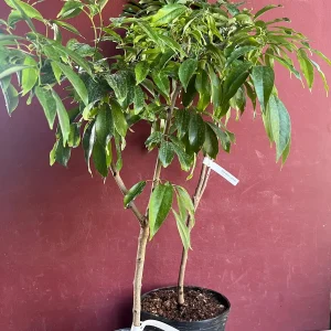 Mauritius Lychee Live Plant - Litchi chinensis Tree, 2-4 Feet Tall, Air Layered - Image 2