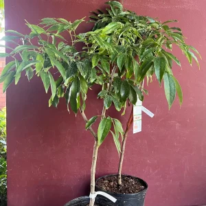 Mauritius Lychee Live Plant - Litchi chinensis Tree, 2-4 Feet Tall, Air Layered - Image 4