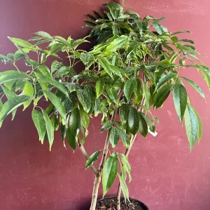 Mauritius Lychee Live Plant - Litchi chinensis Tree, 2-4 Feet Tall, Air Layered - Image 5