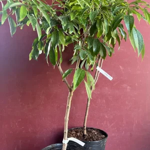 Mauritius Lychee Live Plant - Litchi chinensis Tree, 2-4 Feet Tall, Air Layered - Image 6
