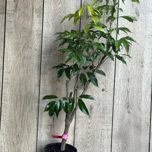 Mauritius Lychee Live Plant - Litchi chinensis Tree, 2-4 Feet Tall, Air Layered - Image 8