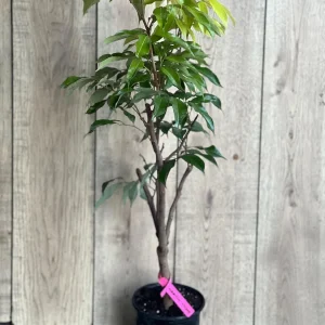 Mauritius Lychee Live Plant - Litchi chinensis Tree, 2-4 Feet Tall, Air Layered - Image 9