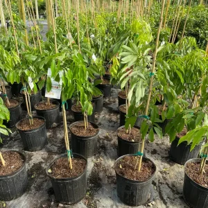 Mauritius Lychee Tree Live Plant – 3 Gallon Pot, 3 Feet Tall – Sweet Fruit - Image 2