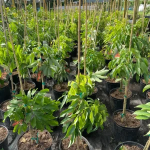 Mauritius Lychee Tree Live Plant – 3 Gallon Pot, 3 Feet Tall – Sweet Fruit - Image 7