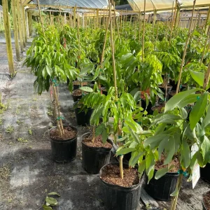 Mauritius Lychee Tree Live Plant – 3 Gallon Pot, 3 Feet Tall – Sweet Fruit - Image 8