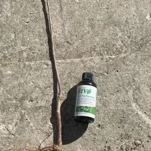 McIntosh Apple Tree Bareroot Live Plant - 2-3 ft Tall - Malus domestica - Image 2