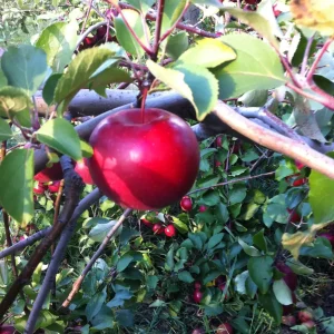 McIntosh Apple Tree Bareroot Live Plant – 2-3 ft Tall – Zones 4-7 – Fruiting - Image 2