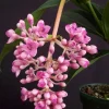 Medinilla Myriantha Live Plant - Malaysian Grapes - 4 inch Pot - Indoor Tropical - Image 1