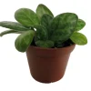 Mellow Yellow Asian Violet Live Plant - Primulina - 2.5 inch Pot Houseplant - Image 1