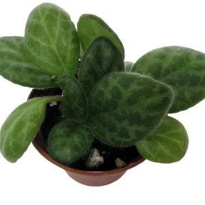 Mellow Yellow Asian Violet Live Plant - Primulina - 2.5 inch Pot Houseplant - Image 2