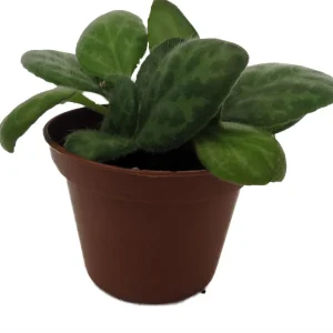 Mellow Yellow Asian Violet Live Plant - Primulina - 2.5 inch Pot Houseplant - Image 3