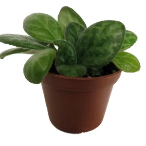 Mellow Yellow Asian Violet Live Plant - Primulina - 2.5 inch Pot Houseplant - Image 1