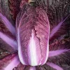 Merlot Red Dragon Chinese Cabbage Seeds - Hybrid F1 Brassica rapa - Image 1