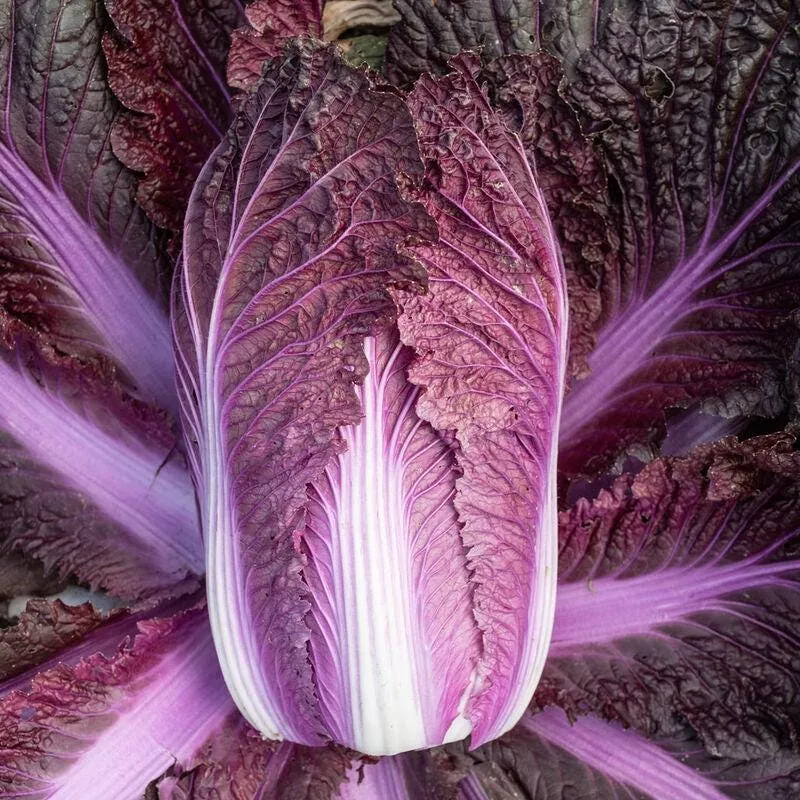 Merlot Red Dragon Chinese Cabbage Seeds - Hybrid F1 Brassica rapa - Image 1