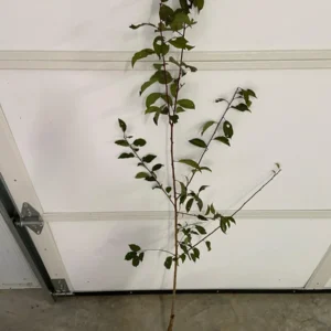 Methley Plum Tree Bare-root - Self-Pollinating Fruit Tree - Image 5