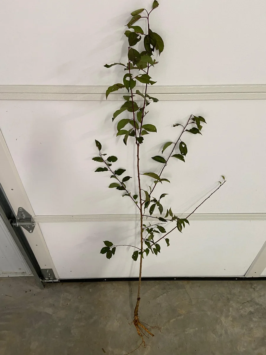 Methley Plum Tree Bare-root - Self-Pollinating Fruit Tree - Image 5