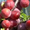 Methley Plum Tree Bareroot Live Plant – 2-3 ft Tall – Self-Fertile Fruit Tree - Image 1