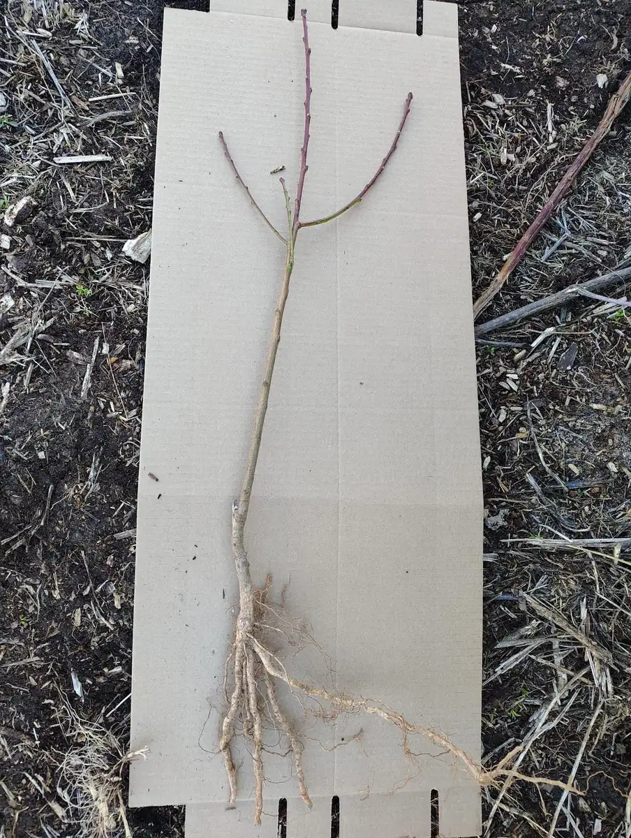 Methley Plum Tree Bareroot Live Plant – 2-3 ft Tall – Self-Fertile Fruit Tree - Image 2