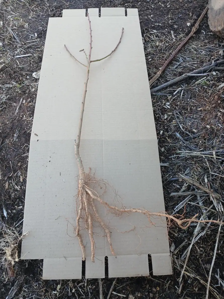 Methley Plum Tree Bareroot Live Plant – 2-3 ft Tall – Self-Fertile Fruit Tree - Image 3