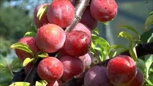 Methley Plum Tree Bareroot Live Plant – 2-3 ft Tall – Self-Fertile Fruit Tree - Image 1
