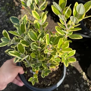 Metrosideros excelsa Variegata Live Plant - New Zealand Christmas Tree - 1 Gallon Pot - Image 2