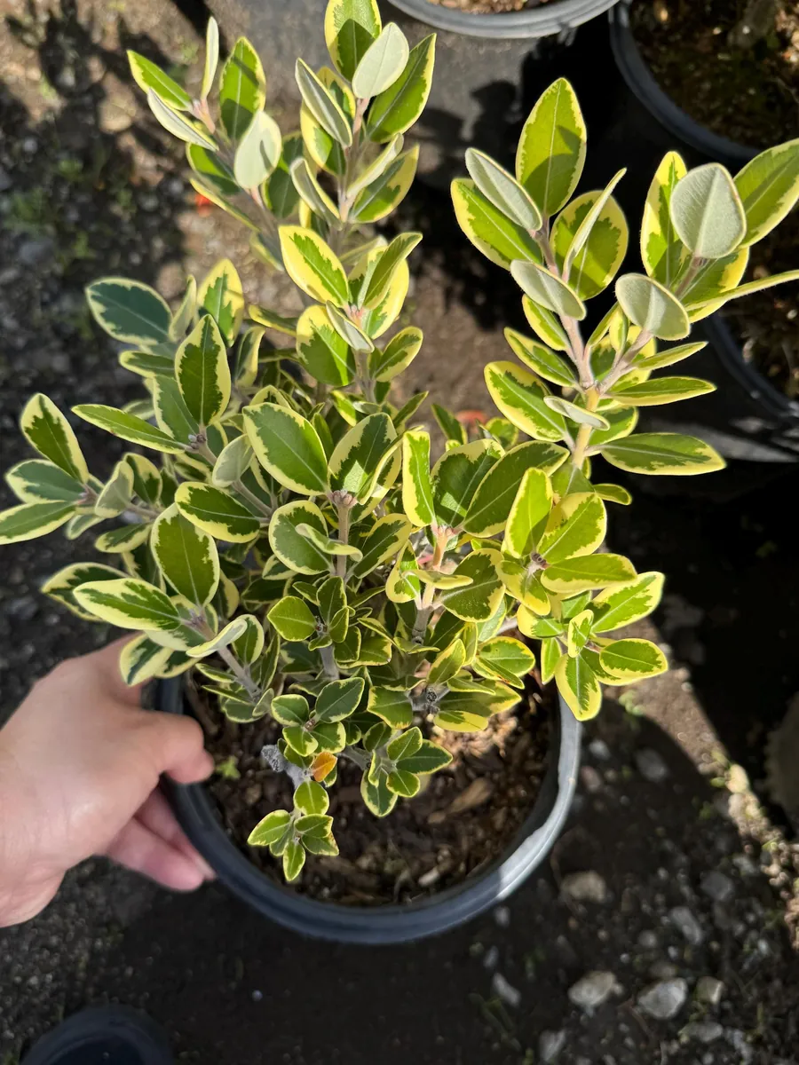 Metrosideros excelsa Variegata Live Plant - New Zealand Christmas Tree - 1 Gallon Pot - Image 2