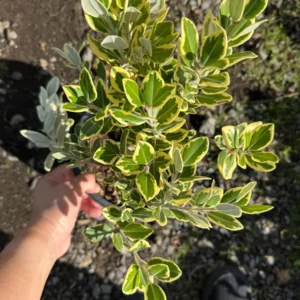 Metrosideros excelsa Variegata Live Plant - New Zealand Christmas Tree - 1 Gallon Pot - Image 1