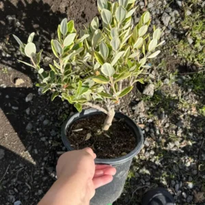 Metrosideros excelsa Variegata Live Plant - New Zealand Christmas Tree - 1 Gallon Pot - Image 4