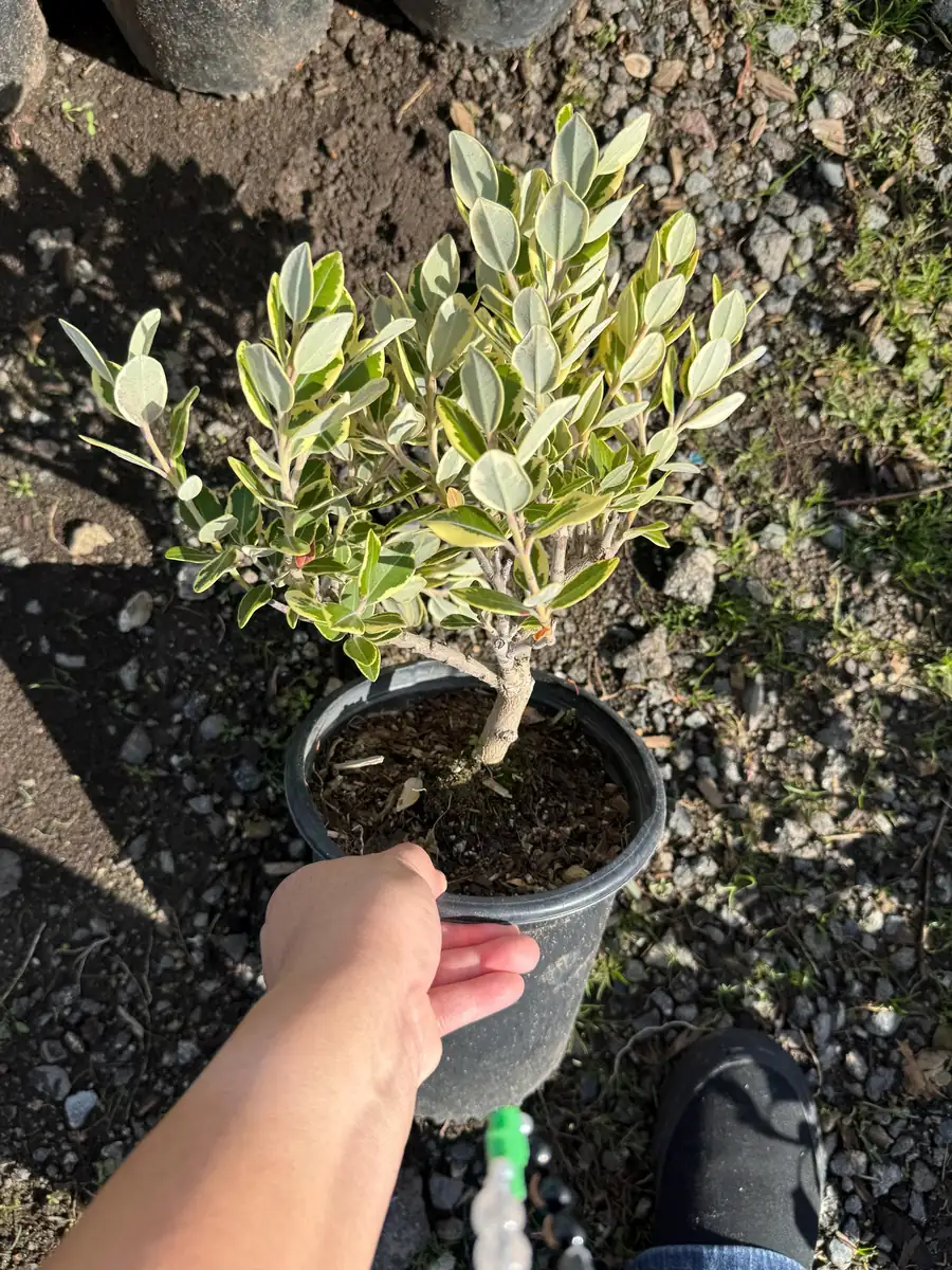 Metrosideros excelsa Variegata Live Plant - New Zealand Christmas Tree - 1 Gallon Pot - Image 4