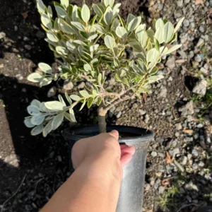 Metrosideros excelsa Variegata Live Plant - New Zealand Christmas Tree - 1 Gallon Pot - Image 5