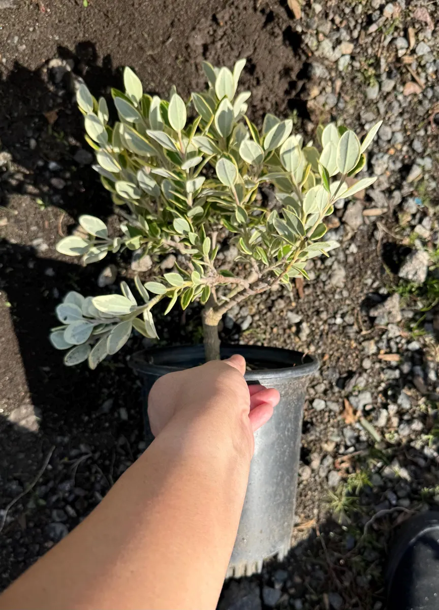 Metrosideros excelsa Variegata Live Plant - New Zealand Christmas Tree - 1 Gallon Pot - Image 5