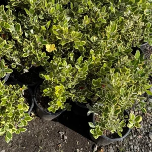 Metrosideros excelsa Variegata Live Plant - New Zealand Christmas Tree - 1 Gallon Pot - Image 6