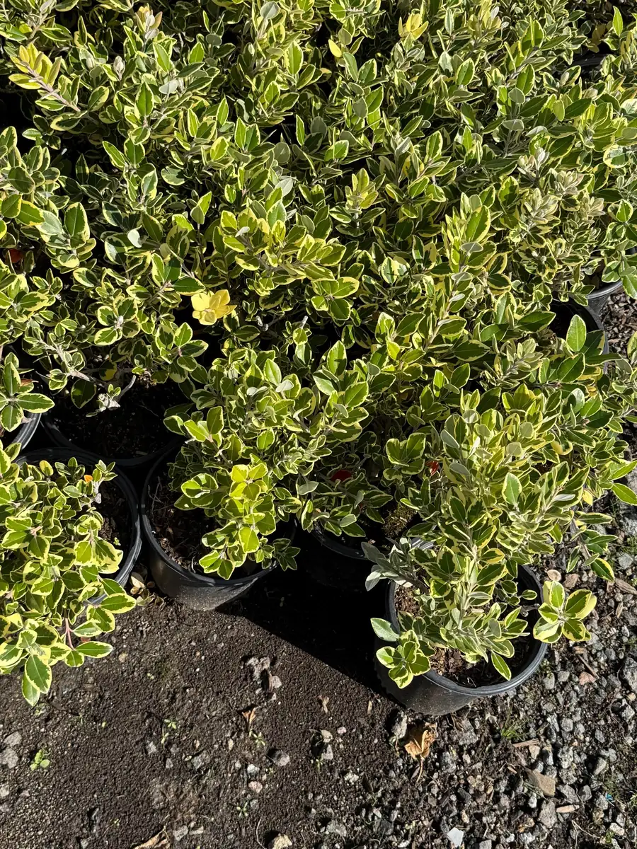 Metrosideros excelsa Variegata Live Plant - New Zealand Christmas Tree - 1 Gallon Pot - Image 6