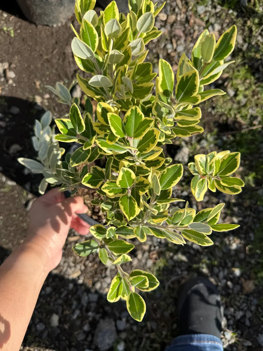 Metrosideros excelsa Variegata Live Plant - New Zealand Christmas Tree - 1 Gallon Pot - Image 1