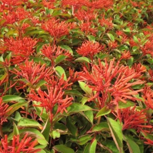 Mexican Firebush Live Plant Set - 4 Hamelia Patens Starter Plants, 3-6