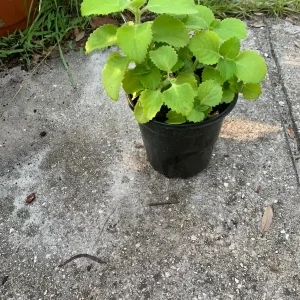 Mexican Mint Oregano Live Plant - Indian Ajwain Herb, 10-inch to Bush Size, Indoor/Outdoor - Image 2