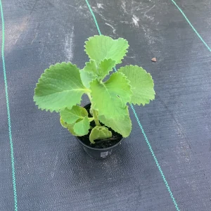 Mexican Mint Oregano Live Plant - Indian Ajwain Herb - 10 inch Plant to Bush - Image 4