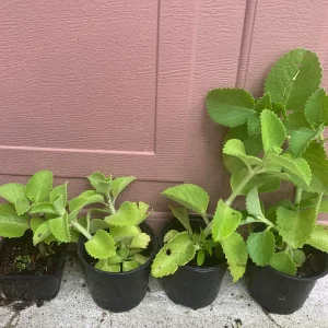 Mexican Mint Oregano Live Plant - Indian Ajwain Herb, 10-inch to Bush Size, Indoor/Outdoor - Image 5