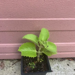 Mexican Mint Oregano Live Plant - Indian Ajwain Herb, 10-inch to Bush Size, Indoor/Outdoor - Image 6