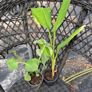 Mexican Mint Oregano Live Plant - Indian Ajwain Herb - 10 inch Plant to Bush - Image 8