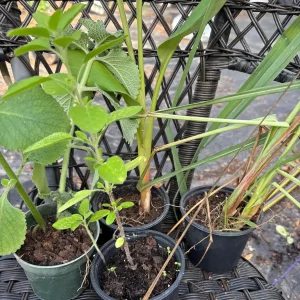 Mexican Mint Oregano Live Plant - Indian Ajwain Herb, 10-inch to Bush Size, Indoor/Outdoor - Image 9