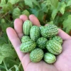 Mexican Sour Gherkin Cucumber Seeds - Melothria scabra - Mouse Melon Seeds - Image 1