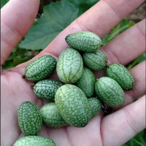 Mexican Sour Gherkin Cucumber Seeds - Melothria scabra - Mouse Melon Seeds - Image 2