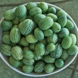 Mexican Sour Gherkin Cucumber Seeds - Melothria scabra - Mouse Melon Seeds - Image 3
