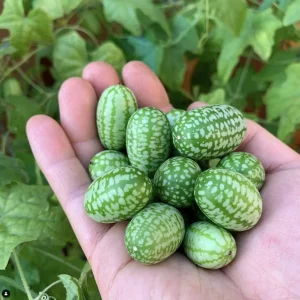 Mexican Sour Gherkin Cucumber Seeds - Melothria scabra - Mouse Melon Seeds - Image 1