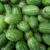 Mexican Sour Gherkin Seeds - 50 Count - Organic Cucamelon (Melothria scabra) - Image 1