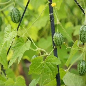 Mexican Sour Gherkin Seeds - 50 Count - Organic Cucamelon (Melothria scabra) - Image 2